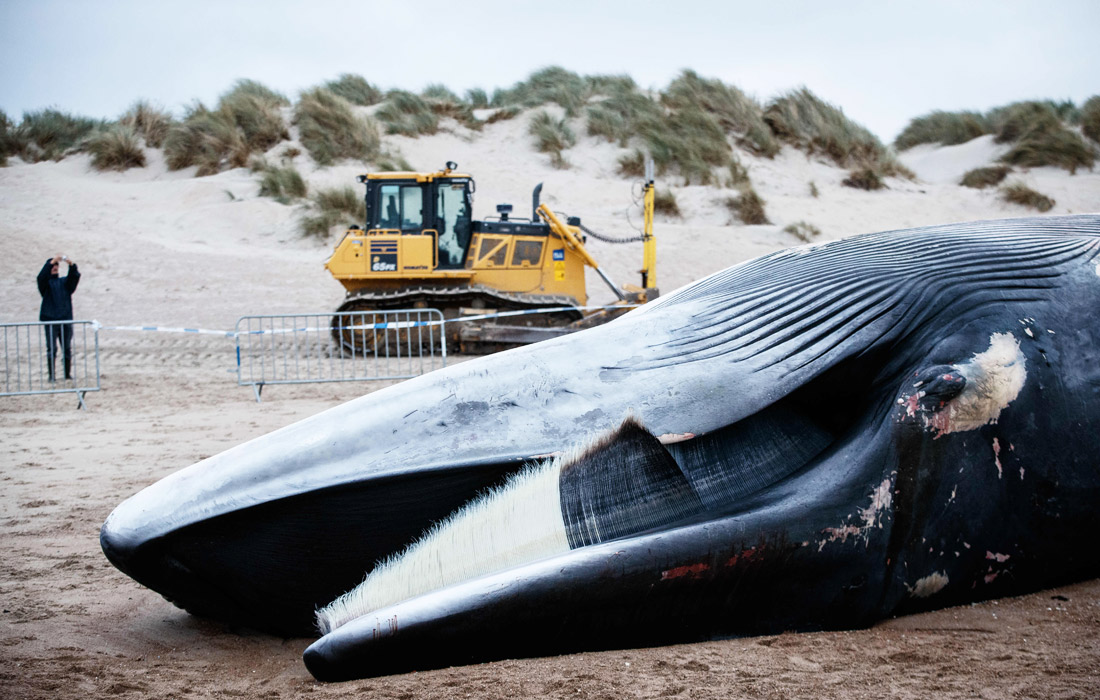 На побережье Северного моря в районе бельгийской курортной зоны Де Кок выбросился 35-тонный кит. Причины возможной гибели млекопитающего устанавливаются.
