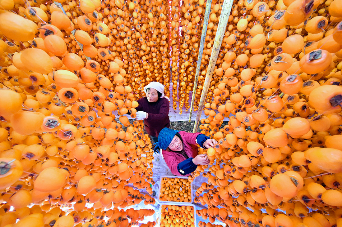 Фермеры сушат хурму в китайской деревушке провинции Шаньдун