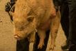 Полицейские эвакуируют свинью в городе Парадайс, Калифорния.