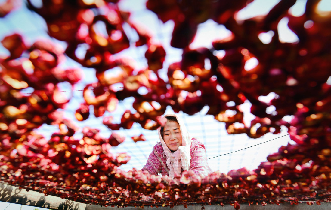 Сушка урожая боярышника в китайской провинции Шаньдун