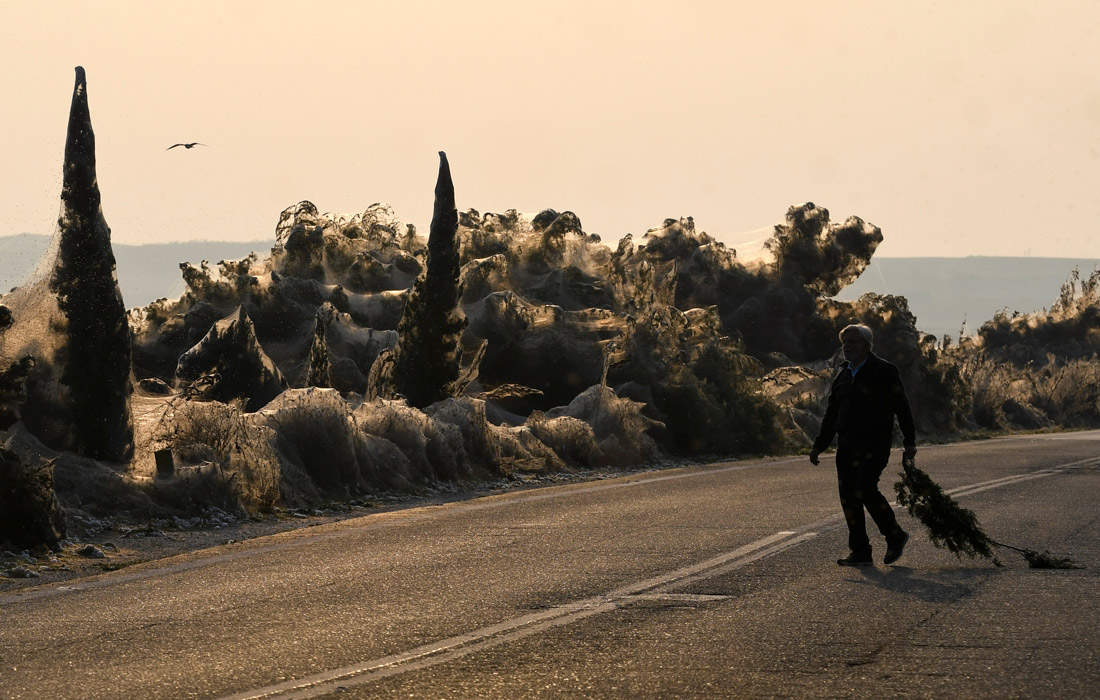 20 сентября. Около 300 метров пляжной линии в греческом городе Аитолико оказались покрыты плотной паутиной. Причиной необычного явления стало резкое увеличение популяции комаров в регионе и начавшийся у пауков брачный сезон. Ранее феномен наблюдался в 2003 году, когда вскоре после окончания брачного сезона численность популяции резко сокращалась, а паутина разлагалась естественным образом, оставив флору нетронутой.
