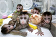 В Китае вывели пять клонированных обезьян с генетически измененной структурой генов для проведения биомедицинских исследований