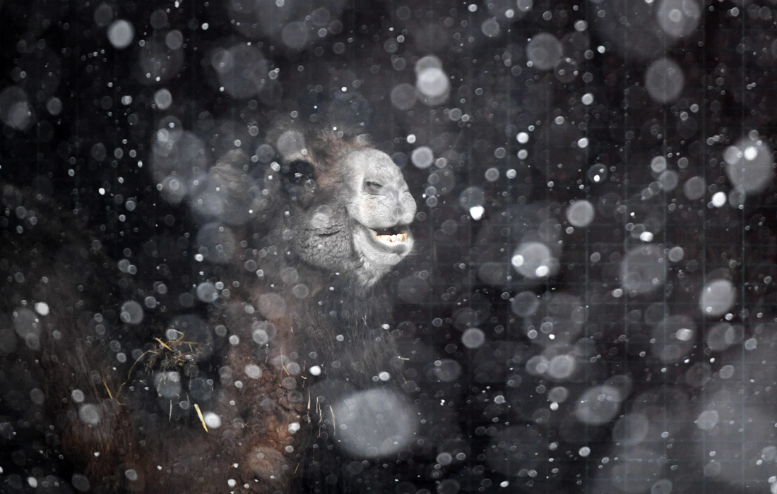 Снегопад во Франкфурте-на-Майне