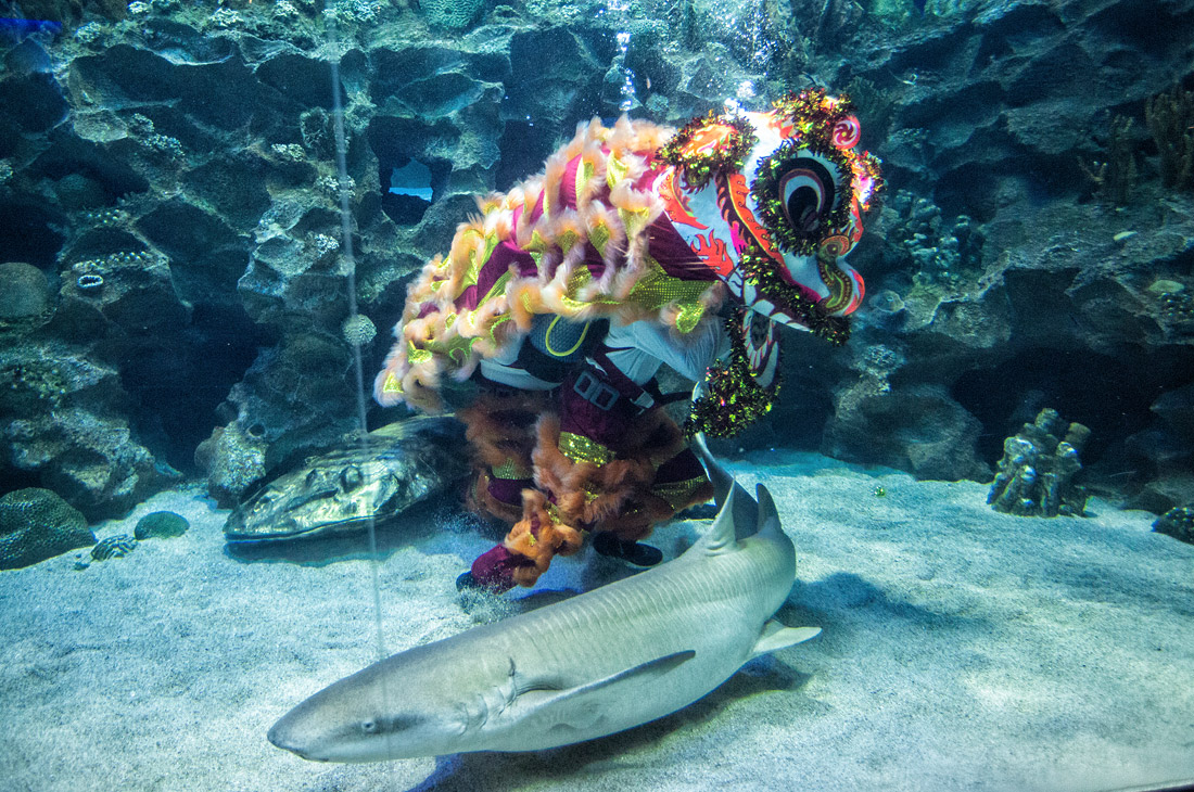 Презентация традиционного новогоднего шоу в океанариуме Куала-Лумпура