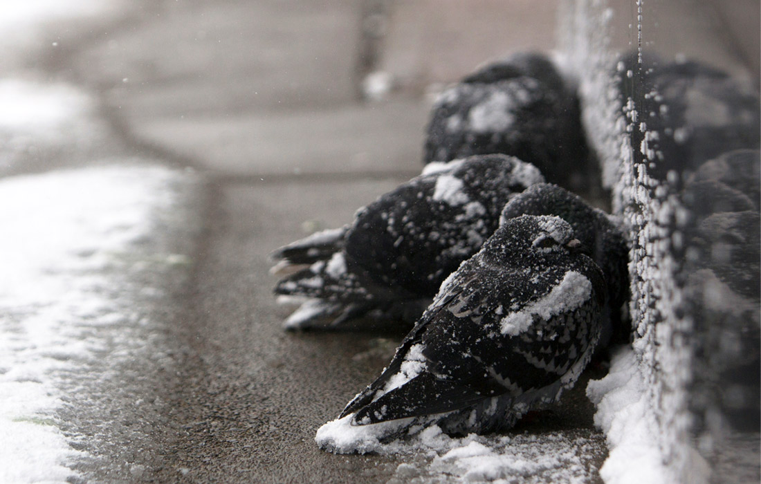 Морозы в Чикаго достигают минус 45 градусов Цельсия (с учетом сильного ветра)