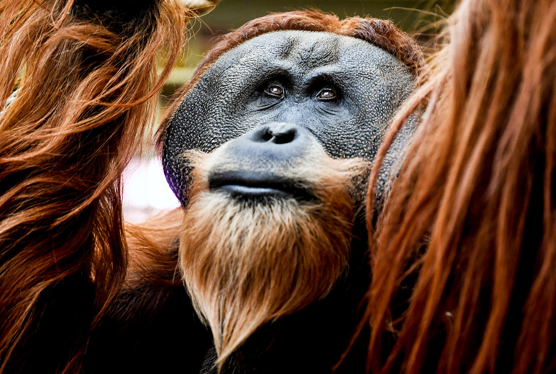 Орангутан в зоопарке Дрездена. Германия.