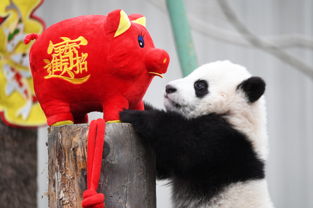 Китайский национальный заповедник Волонг в преддверии нового года по восточному календарю