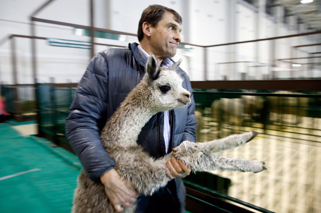 Завоз племенных животных на международную выставку "АгроФарм-2019" на ВДНХ