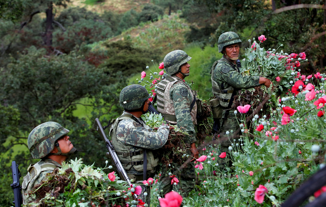 Военные уничтожают плантации опийного мака, располагающиеся на юге Мексики