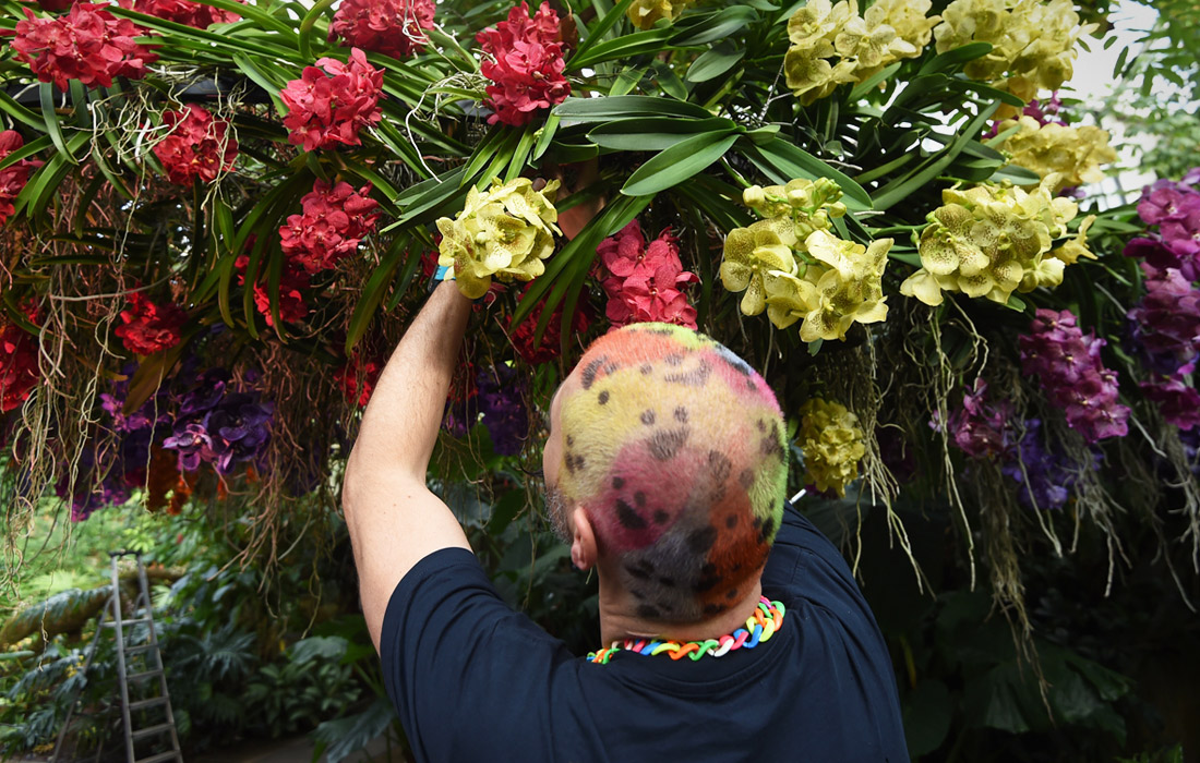 В преддверии открытия ежегодного фестиваля орхидей в Королевских ботанических садах Кью в Лондоне