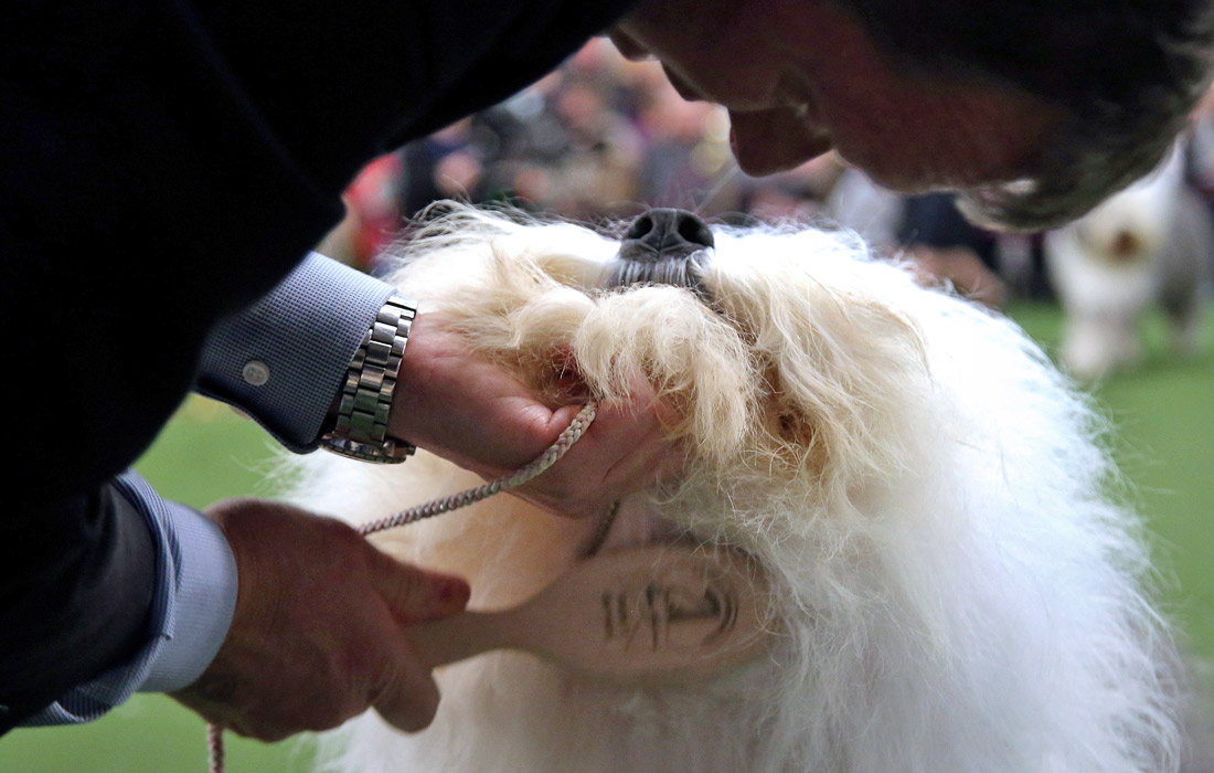 В Нью-Йорке проходит старейшая в мире выставка Westminster Kennel Club, в которой ежегодно принимают участие более двух тысяч собак 200 разных пород. Эксперты оценивают внешний вид животного, его физическую форму, а также готовность выполнять команды.