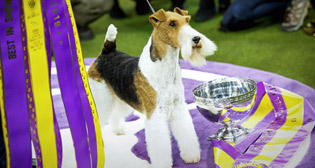 Ежегодная выставка собак Westminster Kennel Club