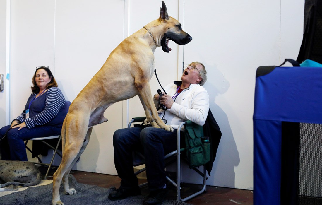 Немецкий дог с хозяином перед началом шоу