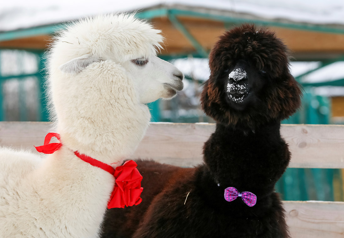 Альпаки Ромео и Джульетта в зоопарке Роев ручей в Красноярске