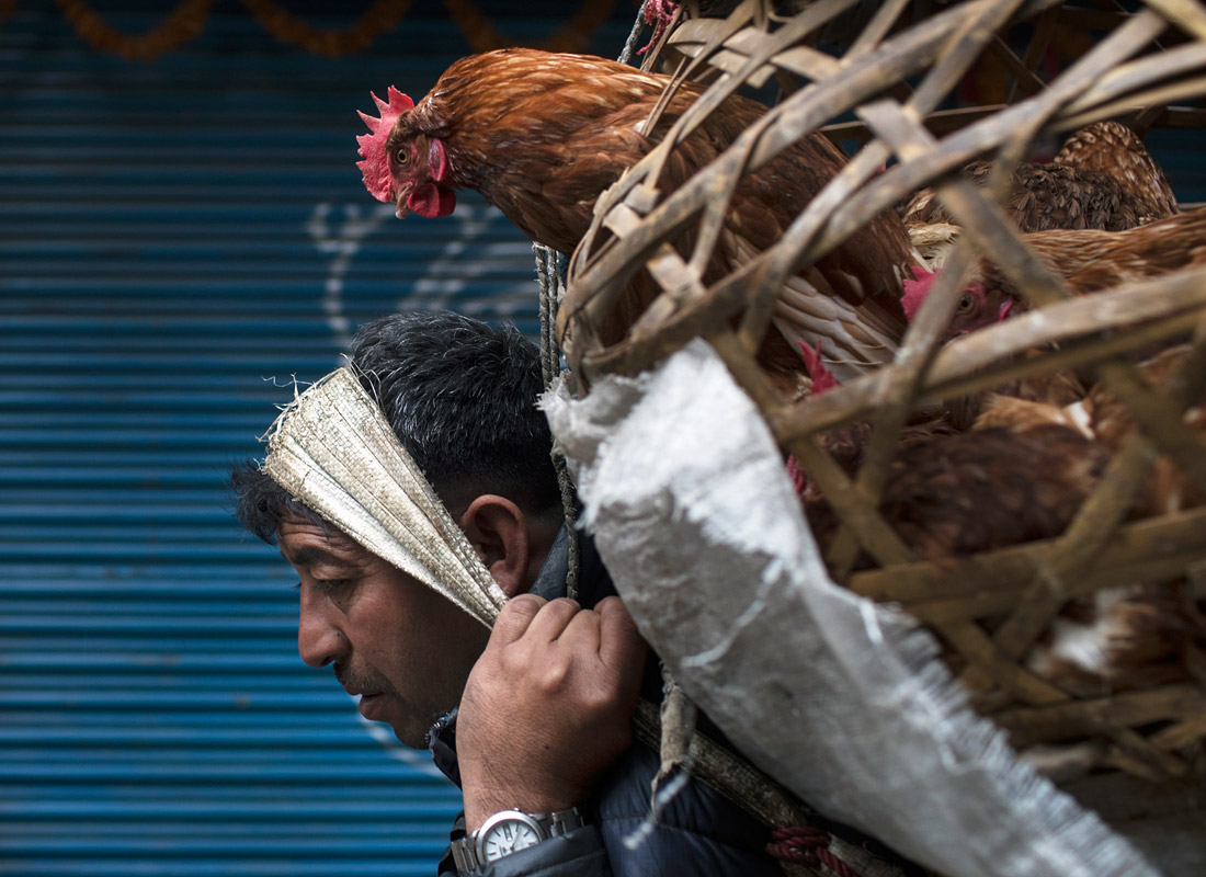 Продавец на птичьем рынке в Катманду. Непал.