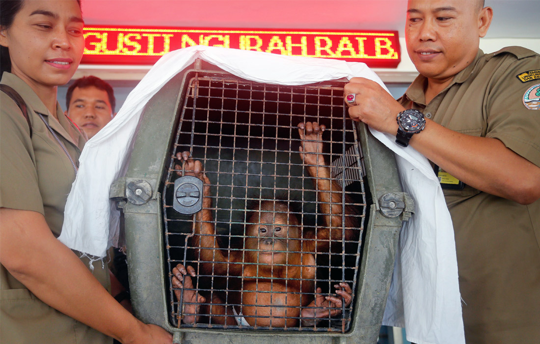 На Бали задержан 27-летний россиянин, который пытался вывезти детеныша орангутана из страны. Животное обнаружили усыпленным в багаже мужчины в аэропорту. За попытку контрабанды ему грозит лишение свободы на срок до 5 лет.