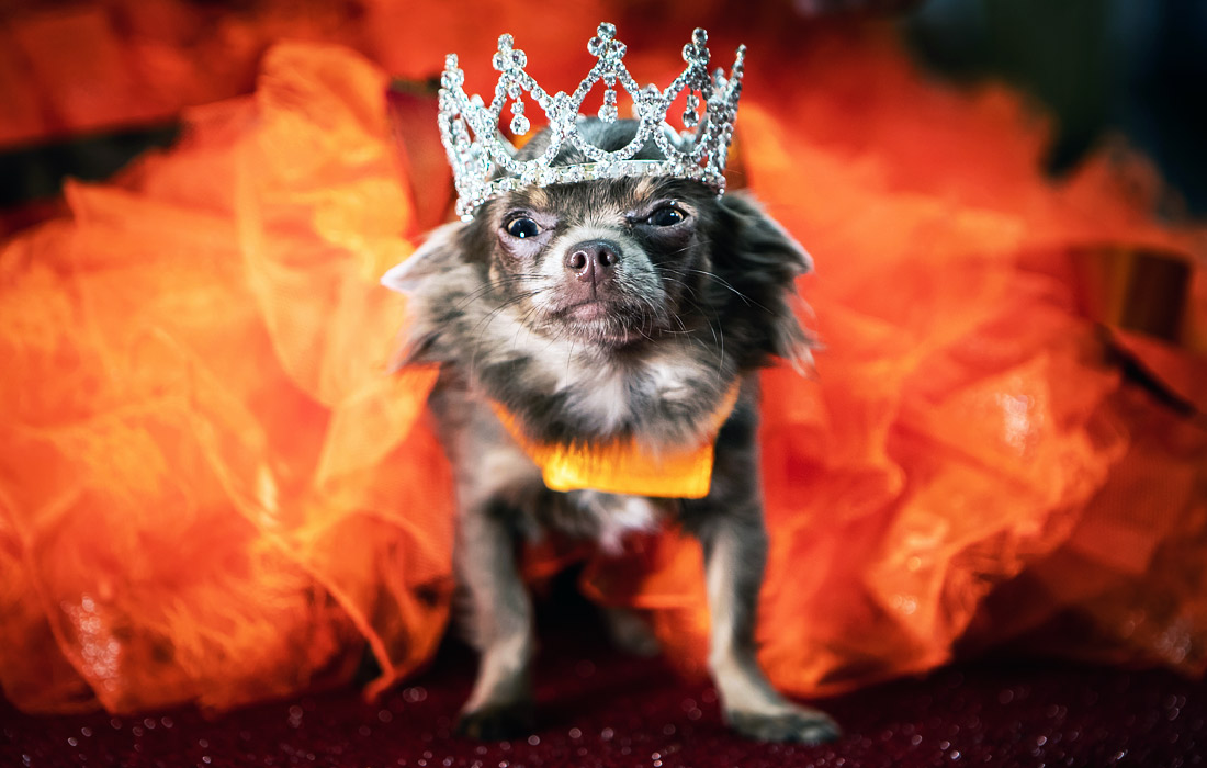 Участник конкурса красоты среди щенков Furbabies в британском Уэтерби