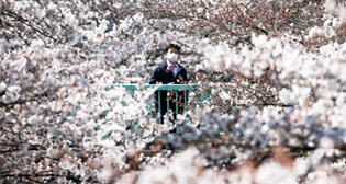 В Японии зацвела сакура