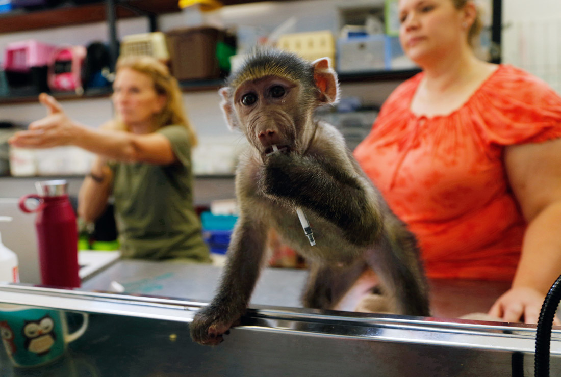 Ветеринарная клиника для диких животных в Йоханнесбурге. ЮАР.
