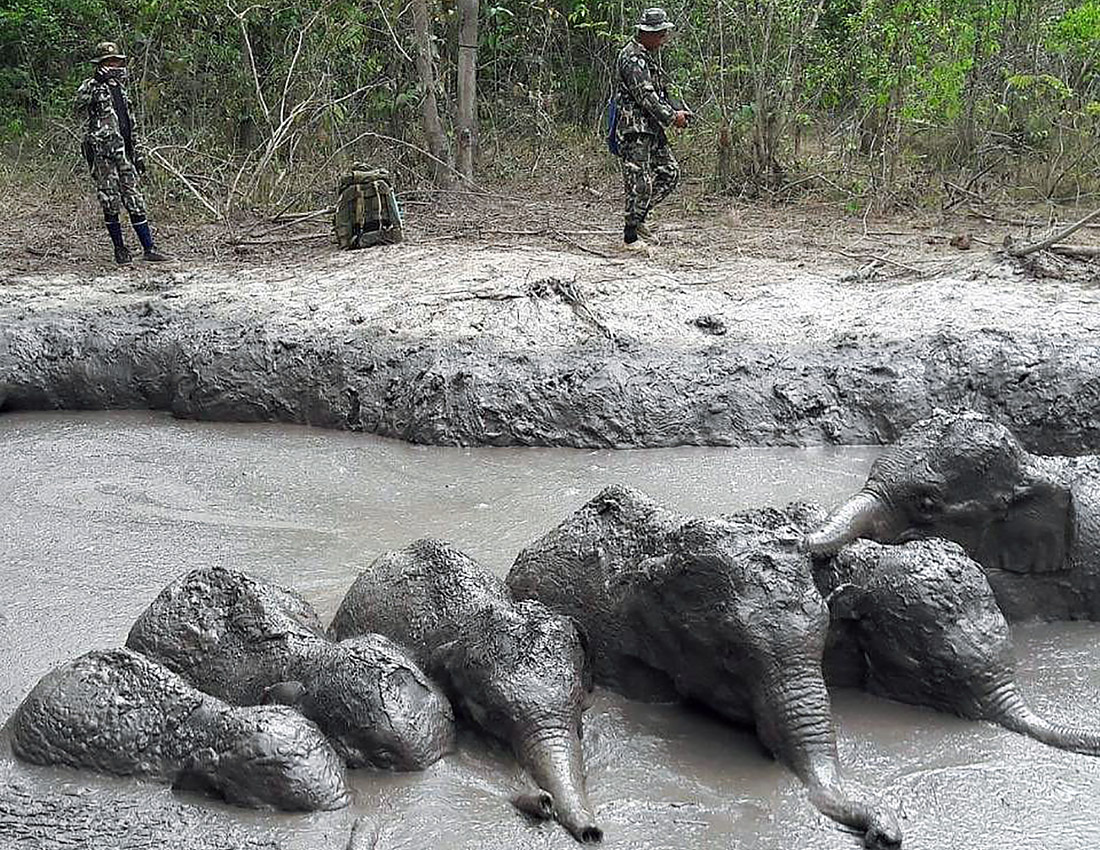 Шестеро детенышей диких слонов были спасены из грязного пруда в национальном парке на северо-востоке Таиланда