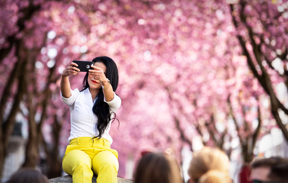 Цветение вишневых деревьев в Германии