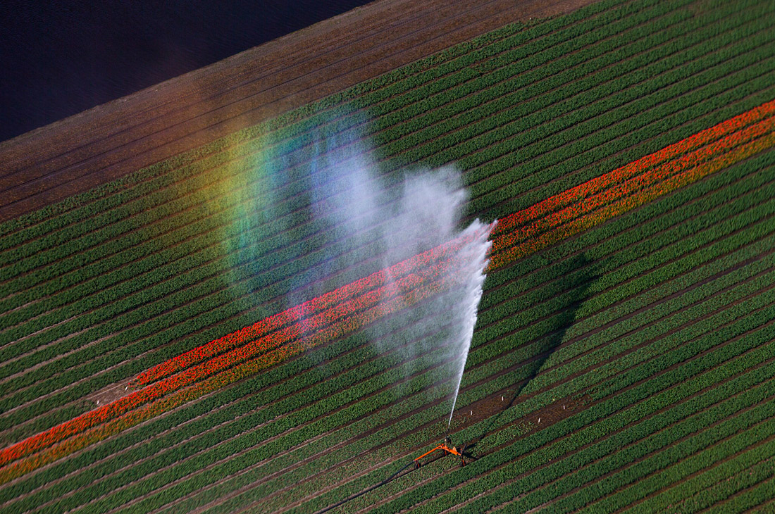 Полив цветущих полей в нидерландском Лиссе