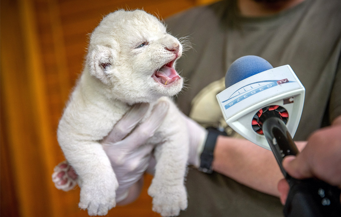 Детеныша белого льва по кличке Соня представили в зоопарке венгерского города Сегеде