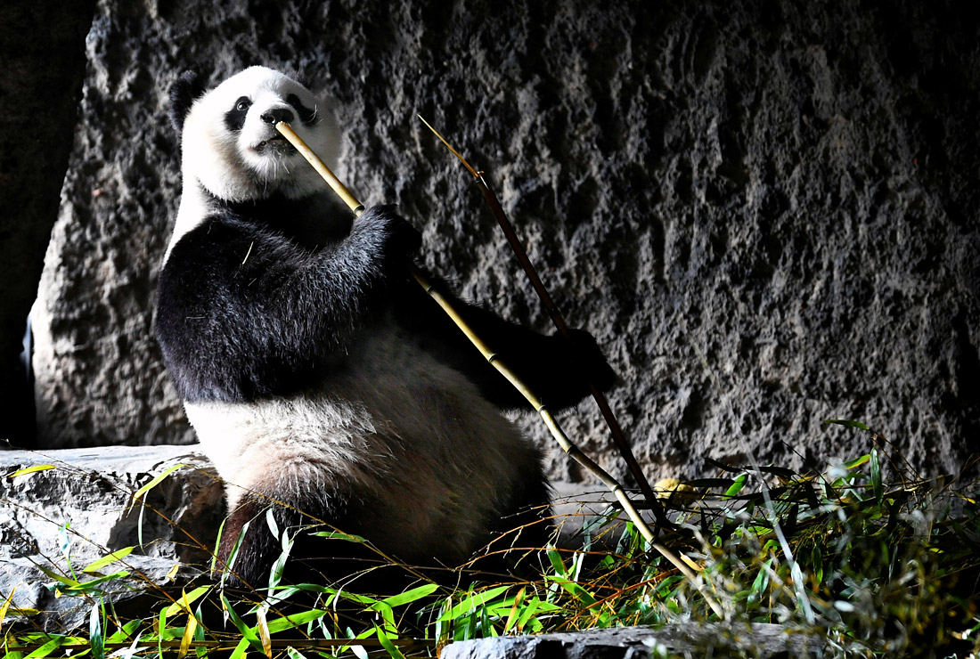 Большая панда в зоопарке ботанического сада Пайри Дайза в Бельгии