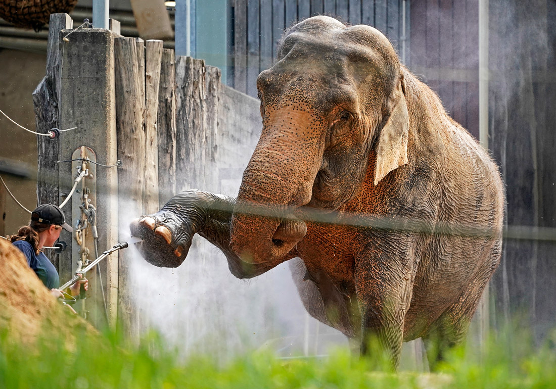Азиатский слон принимает душ в своем вольере в зоопарке в Карлсруэ. Германия.