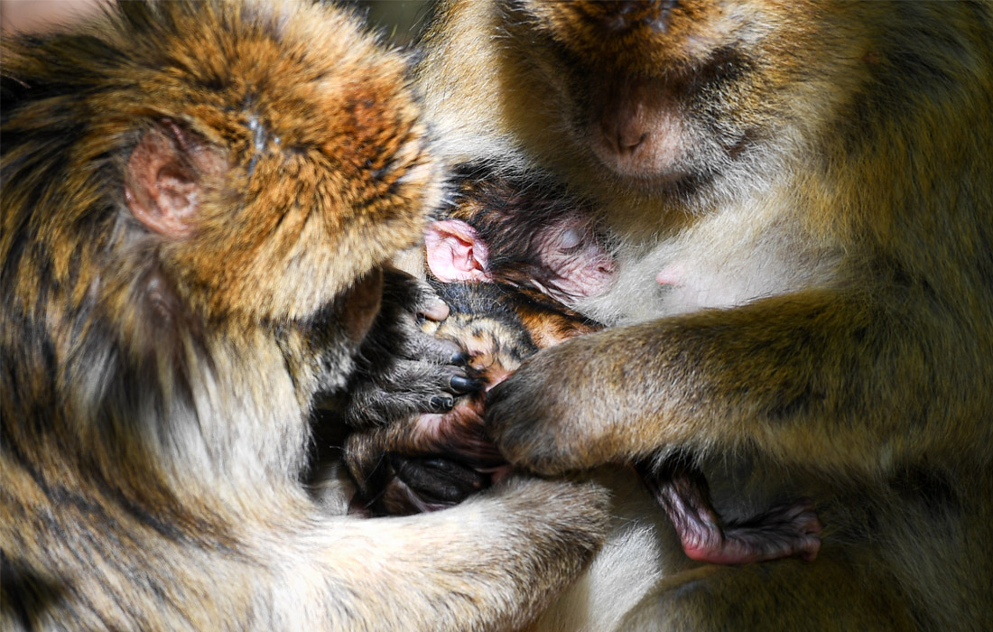 Детеныша берберской обезьяны показали в парке Affenberg в Германии