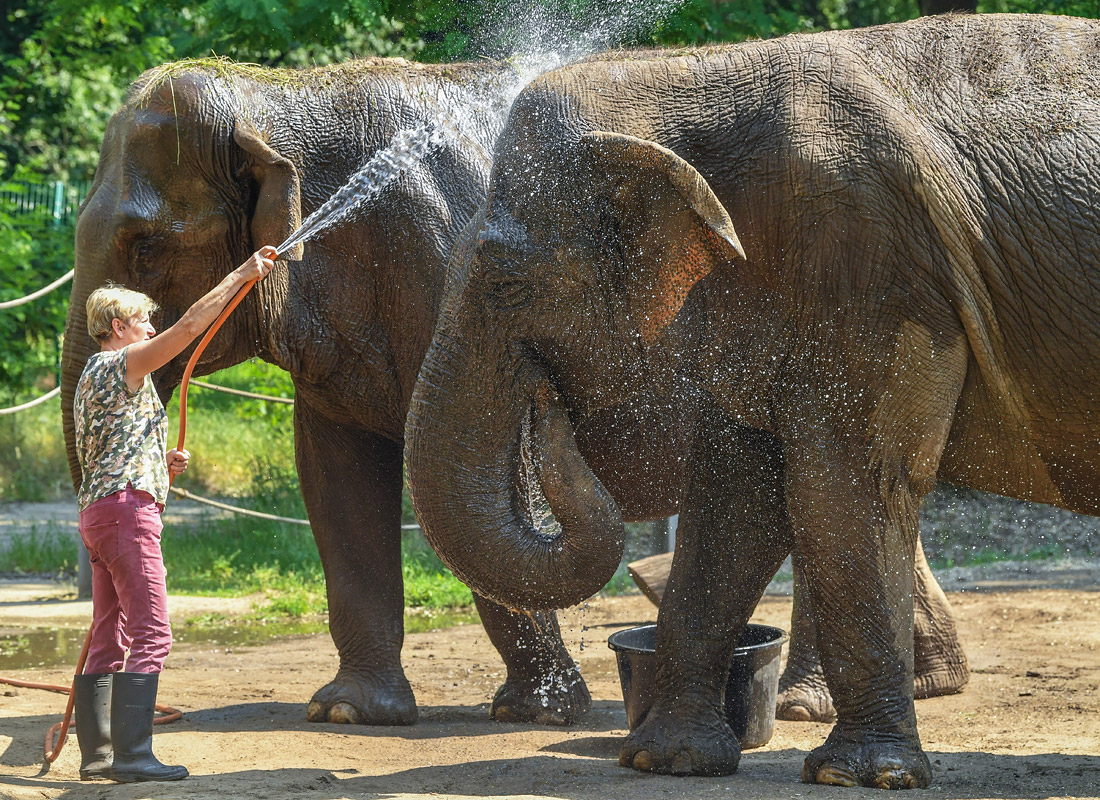 Купание слонов в зоопарке немецкого города Котбус