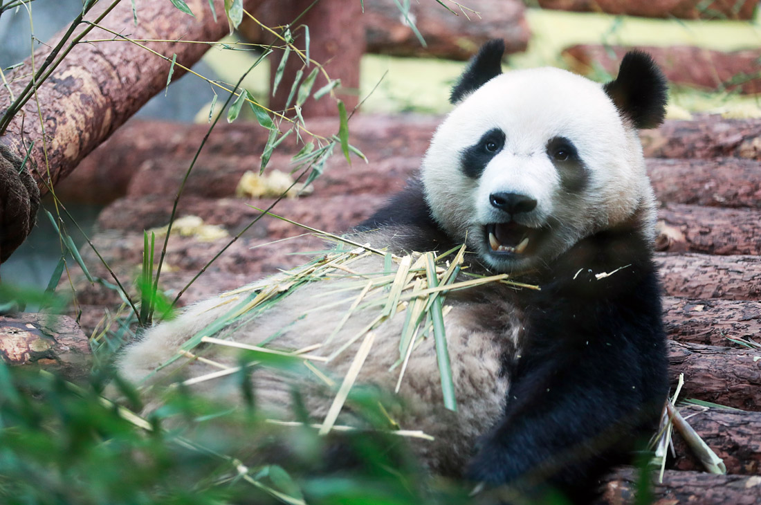 Трехлетний самец большой панды Жуи в павильоне панд, который накануне открыли в Московском зоопарке президент РФ Владимир Путин и председатель КНР Си Цзиньпин. Договоренность о передаче панд была достигнута в апреле 2019 года во время визита президента РФ Путина в Китай.