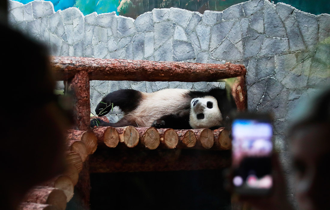 Две большие панды - самец Жуи и самка Диндин, - доставленные из провинции Сычуань в Москву в конце апреля, осваиваются в столичном зоопарке. В начале мая они прошли ветеринарный контроль и поступили в Московский зоопарк, где находились на карантине. В рамках программы две панды поселятся в столице на 15 лет.