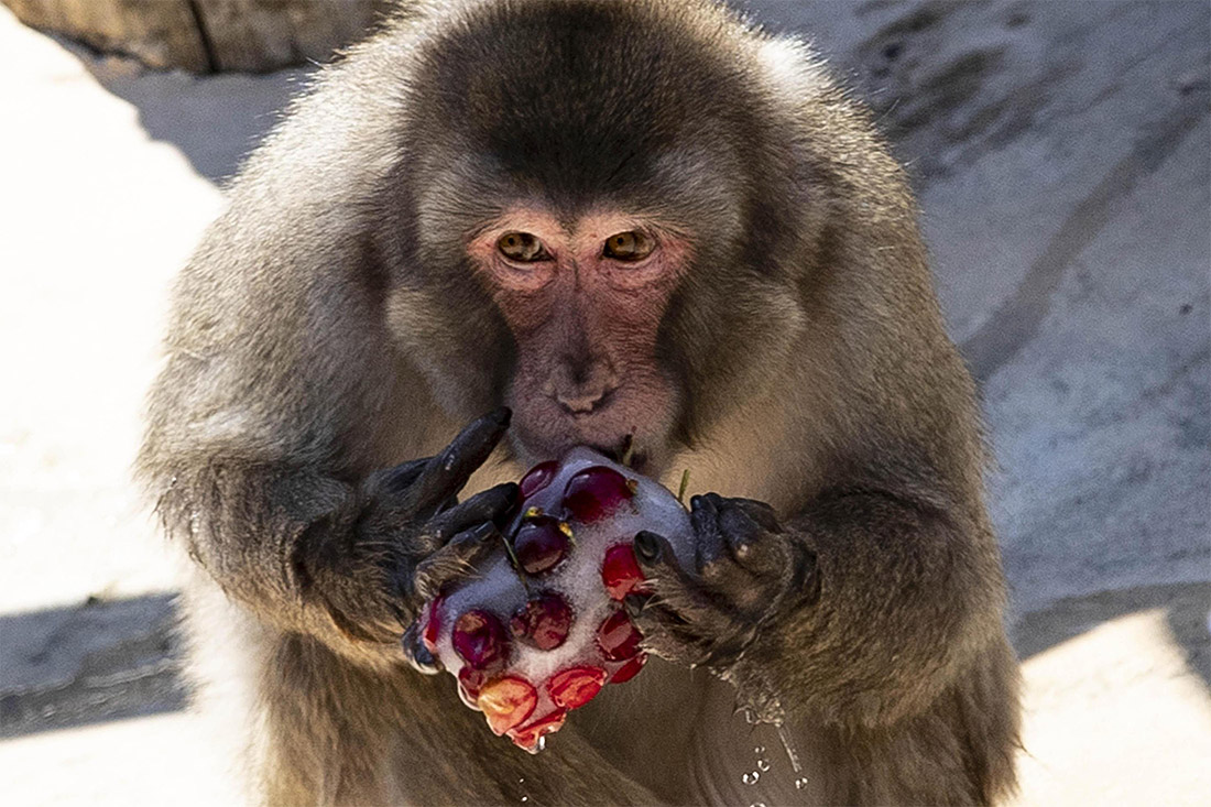 В жару животным римского зоопарка раздали фрукты во льду