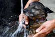 Хозяйка купает собаку в фонтане в Брюсселе, Бельгия
