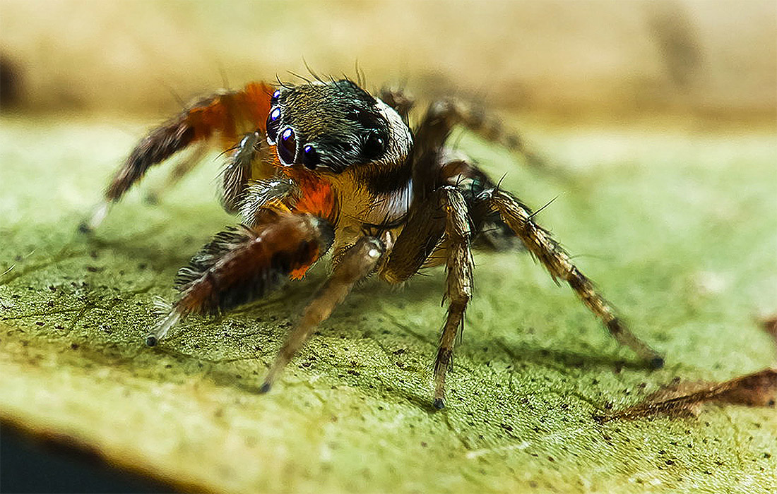 В Австралии обнаружен новый вид прыгучего паука