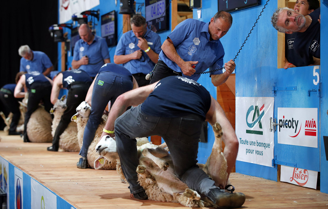 Во Франции стартовал чемпионат мира по стрижке овец