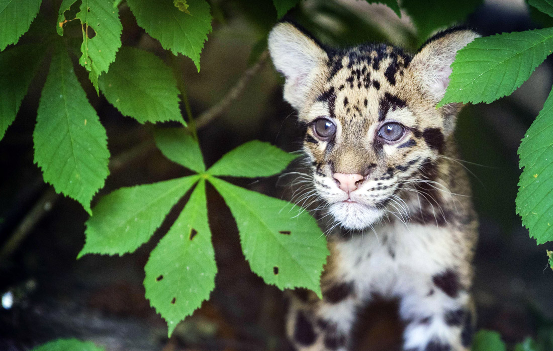 Детеныши дымчатого леопарда были впервые представлены публике в зоопарке Нидерландов