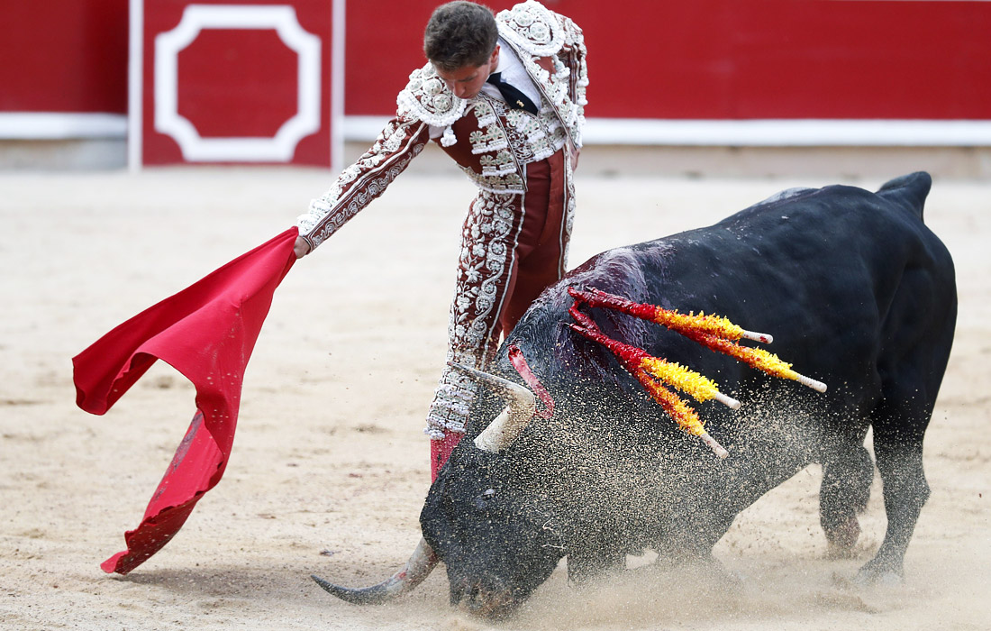Как правило, быки погибают либо во время забега, либо после него в ходе схваток с тореадорами