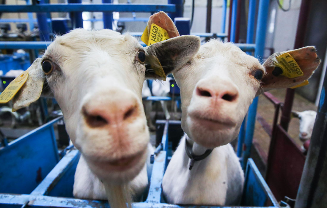 Коз заанеской породы разводят на фермерском крестьянском хозяйстве "ДАК" в Белоруссии