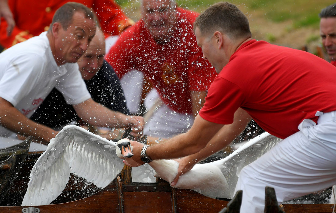 В Великобритании прошла ежегодная инвентаризация королевских лебедей на Темзе. Птиц пересчитывают, взвешивают и тщательно осматривают на предмет травм и заболеваний.