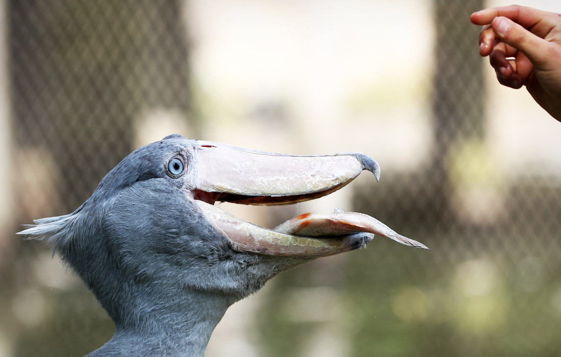 Кормление китоглава в бельгийском зоопарке Pairi Daiza