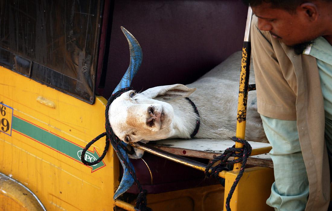 На рынке скота в канун мусульманского праздника жертвоприношения Курбан-байрам на окраине Ченнаи, Индия