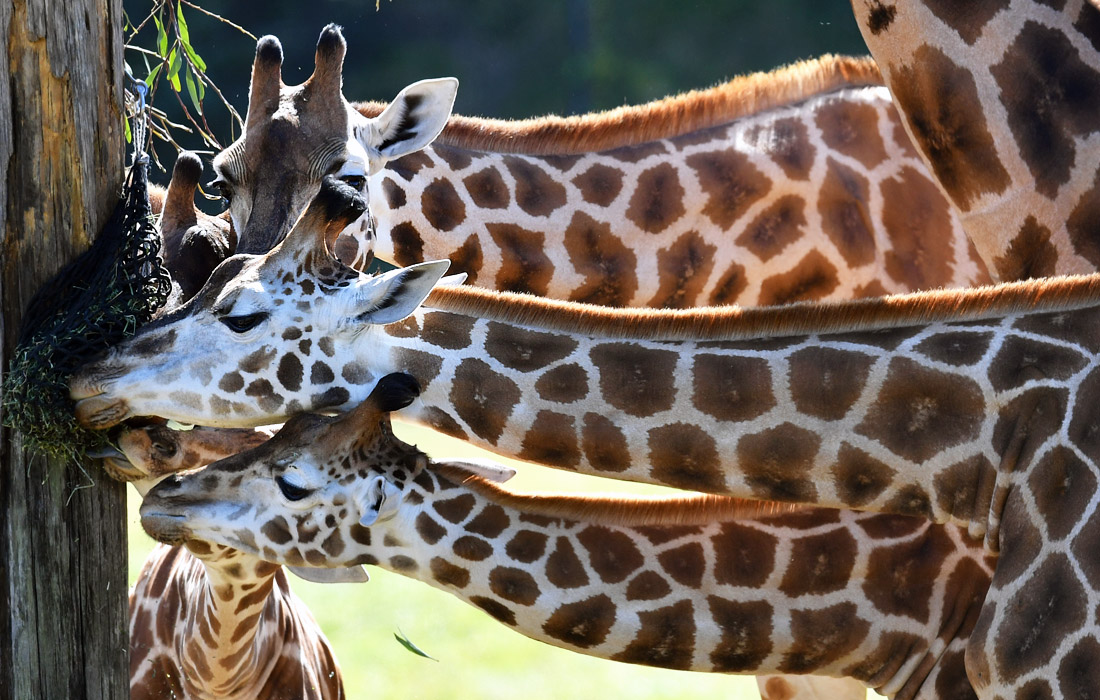 Жирафы в зоопарке города Бирва, Австралия