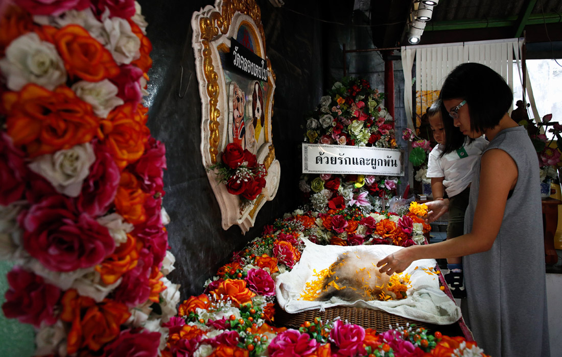 Похороны домашних животных проводят в одном из буддийских храмов Бангкока