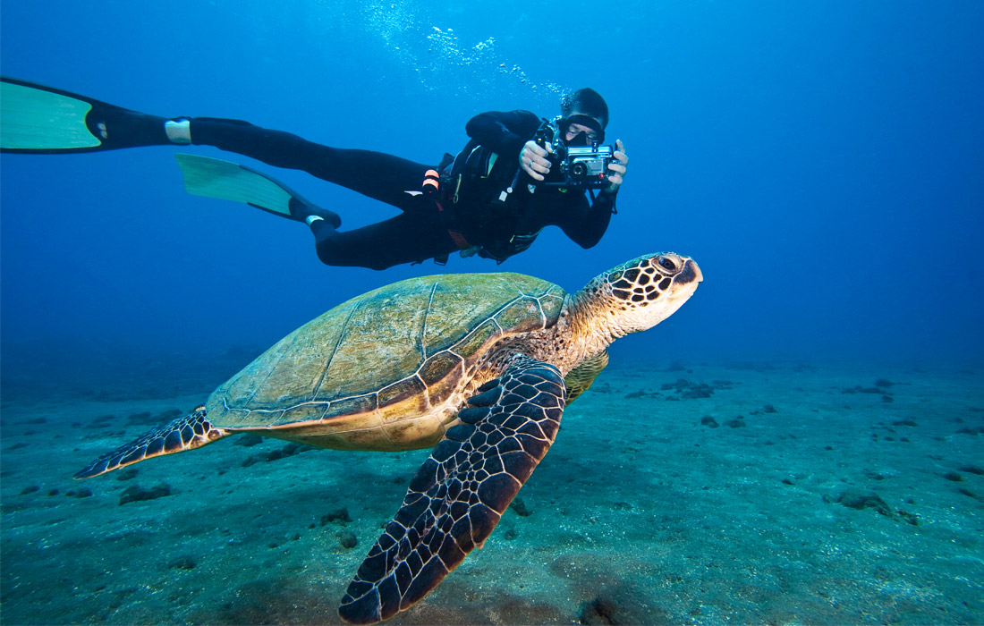 Во время подводной съемки зеленых морских черепах. Август 2005 года.