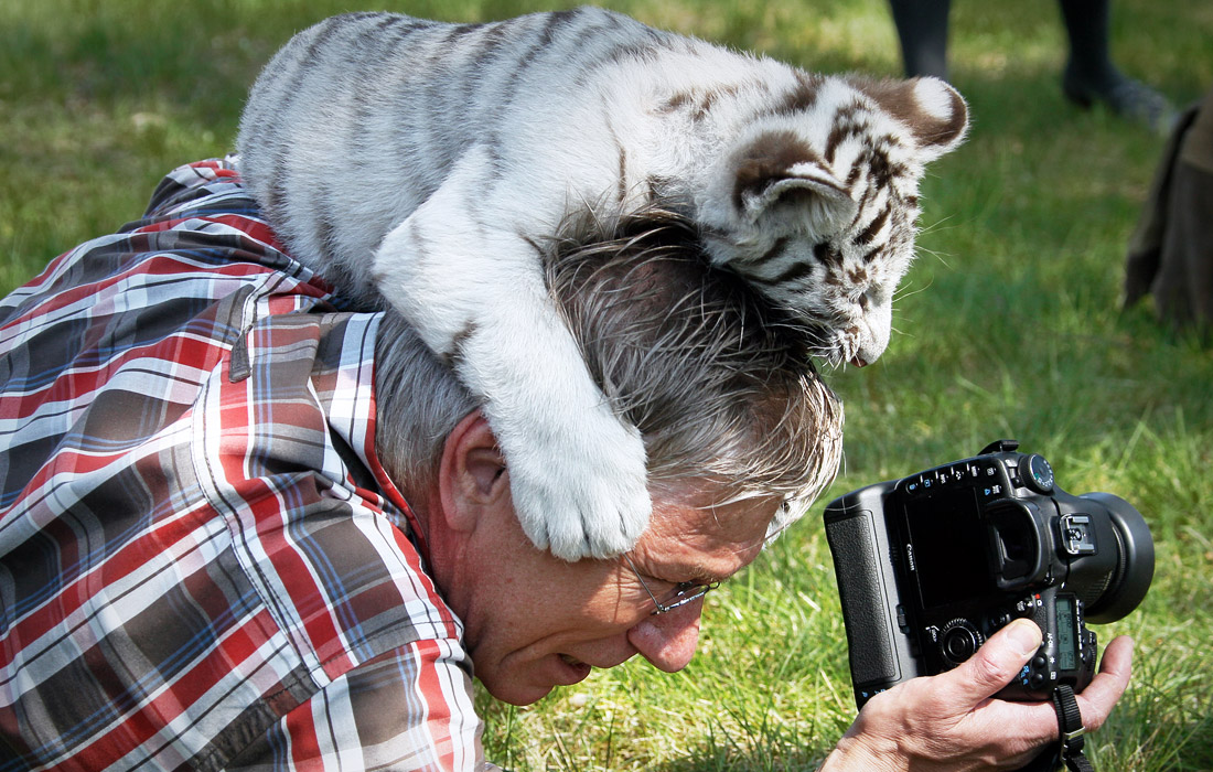 Бенгальский тигренок играет с фотографом в сафари-парке "Штукенброк" в Германии. Апрель 2011 года.