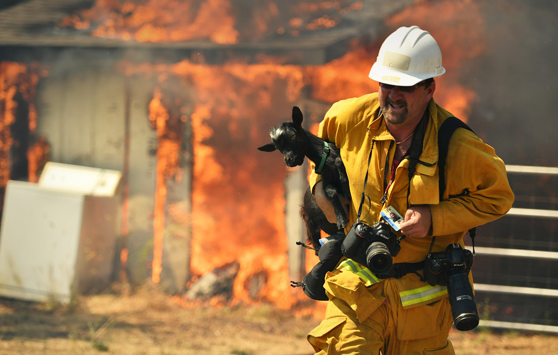 Фотограф Ноа Бергер спасает козу во время природных пожаров в Северной Калифорнии. Август 2016 года.
