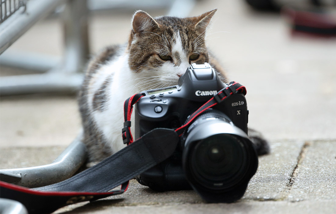 Кот Ларри у резиденции премьер-министра Великобритании в Лондоне. Август 2019 года.