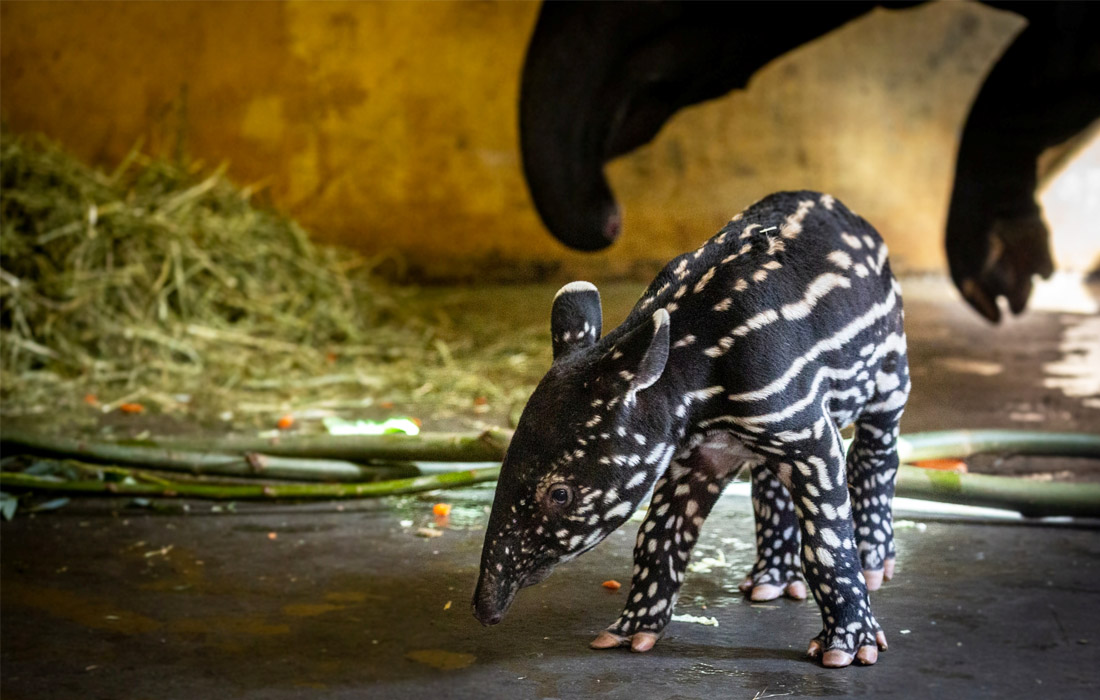 Новорожденного тапира представили в зоопарке Антверпена в Бельгии